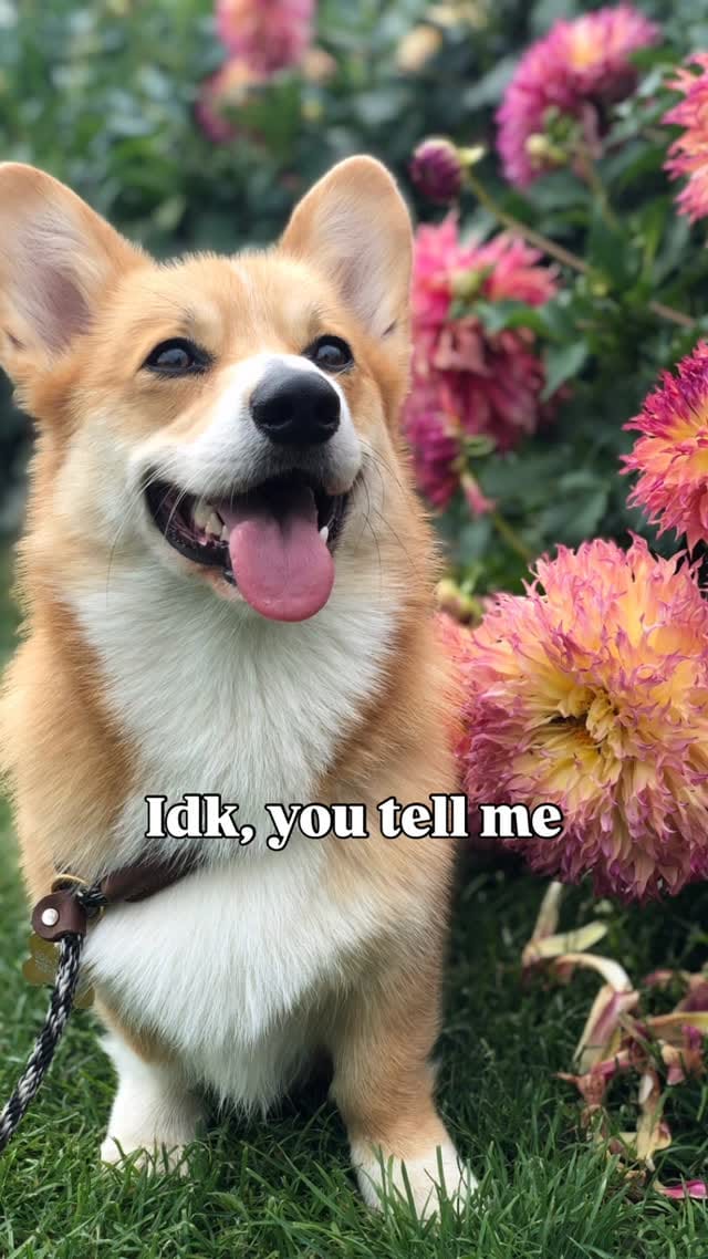 Post 4 by Archie the Corgi 🇨🇦 Dog Friendly Adventures on Instagram (video)