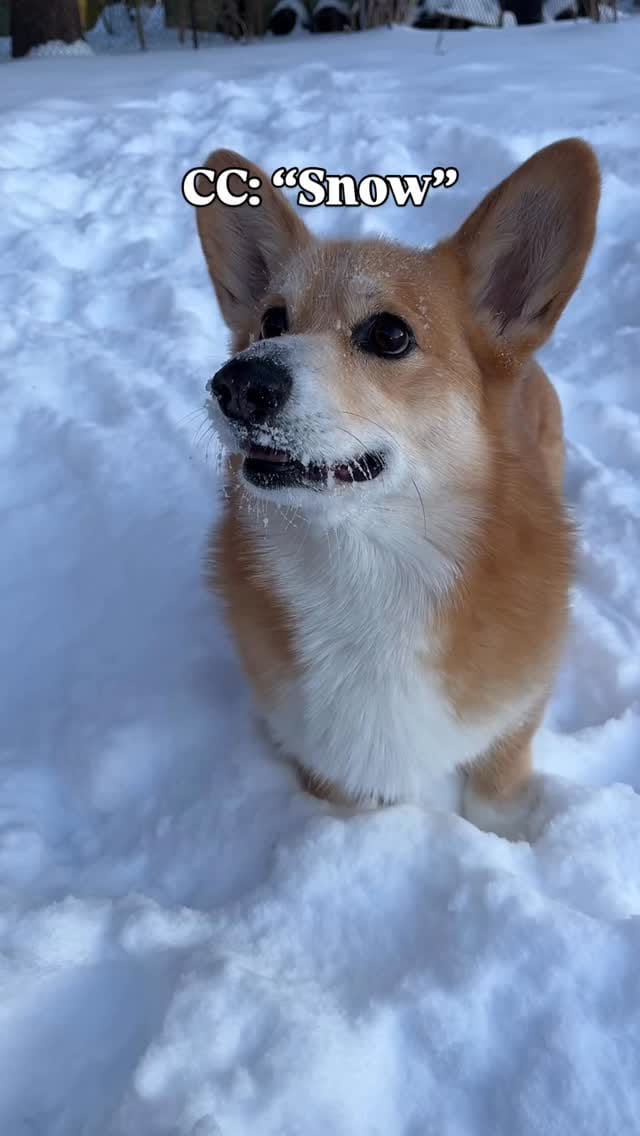 Post 8 by Archie the Corgi 🇨🇦 Dog Friendly Adventures on Instagram (video)