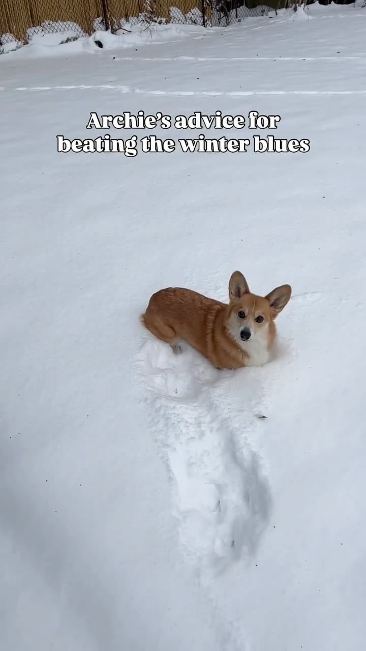 Post 3 by Archie the Corgi 🇨🇦 Dog Friendly Adventures on Instagram (video)