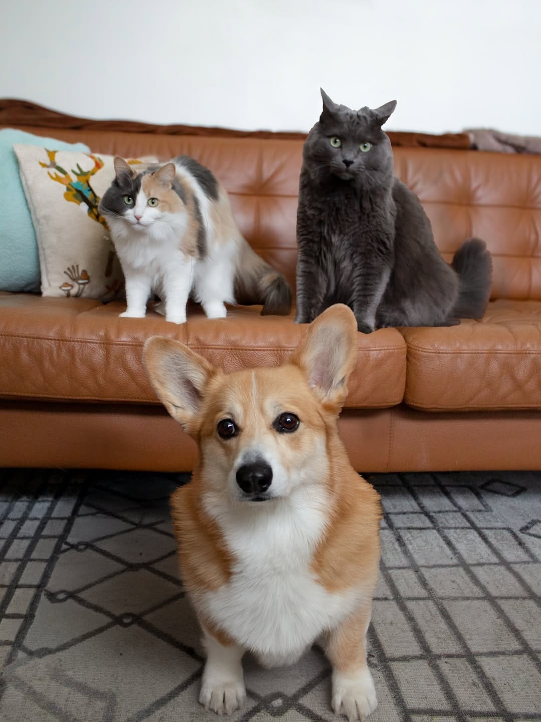 Post 10 by Archie the Corgi 🇨🇦 Dog Friendly Adventures on Instagram (image)