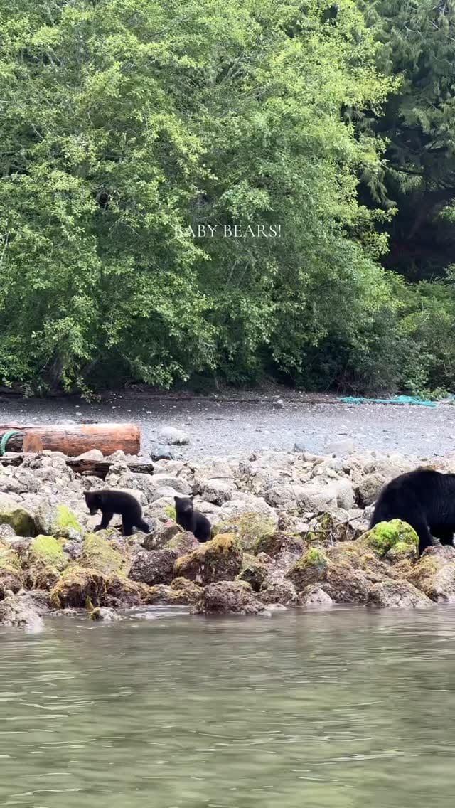Post 7 by Luke and Roxy | Wild About BC on Instagram (video)