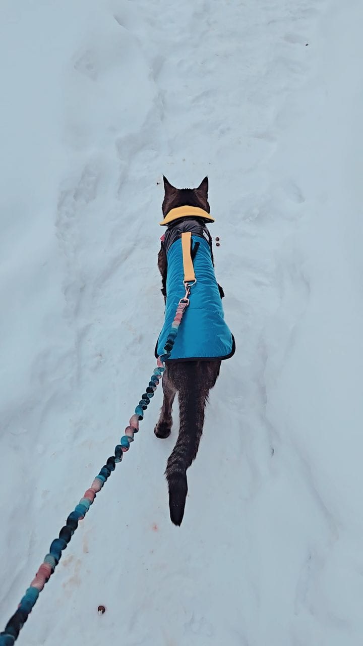 Post 5 by KittyMojito & Lynx on Instagram (video)