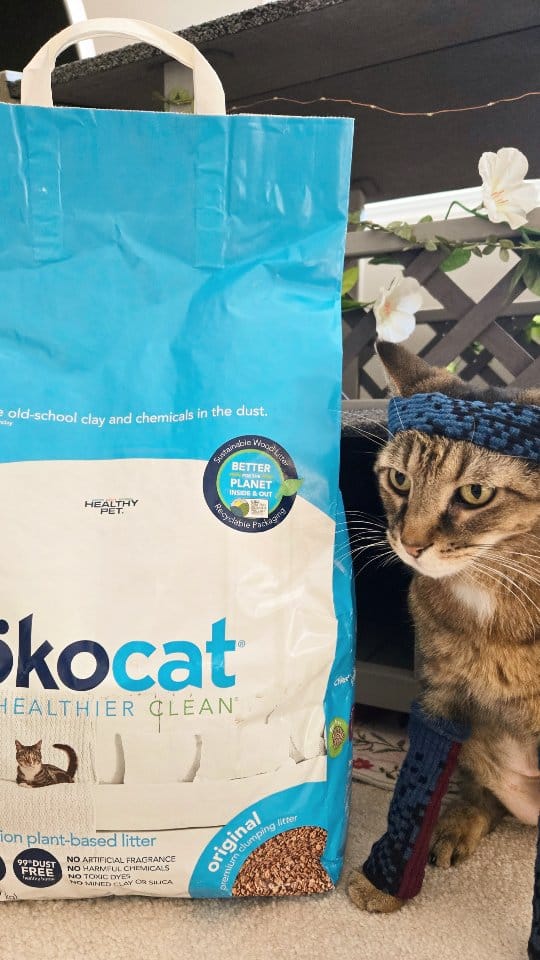 Post 3 by KittyMojito & Lynx on Instagram (video)