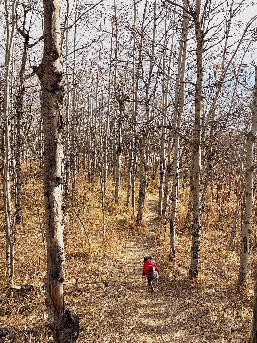Post 5 by Buzz Bishop on Instagram (image)