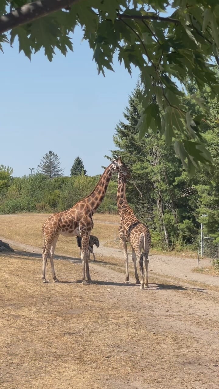 Post 3 by Karolane D. Virtue on Instagram (video)