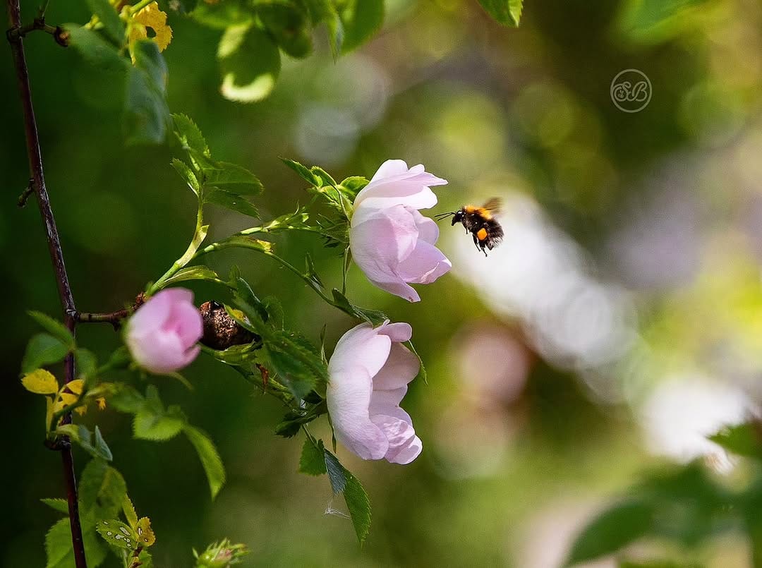 Post 1 by Sarah Beebe on Instagram (image)