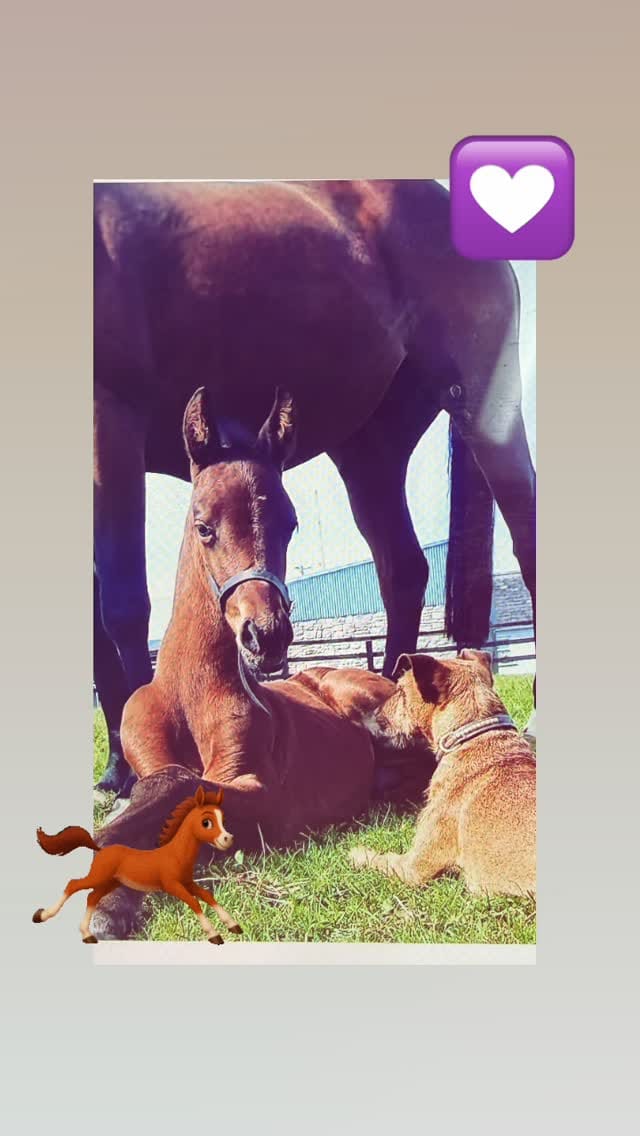 Post 1 by Boomerang Horse & Country on Instagram (video)
