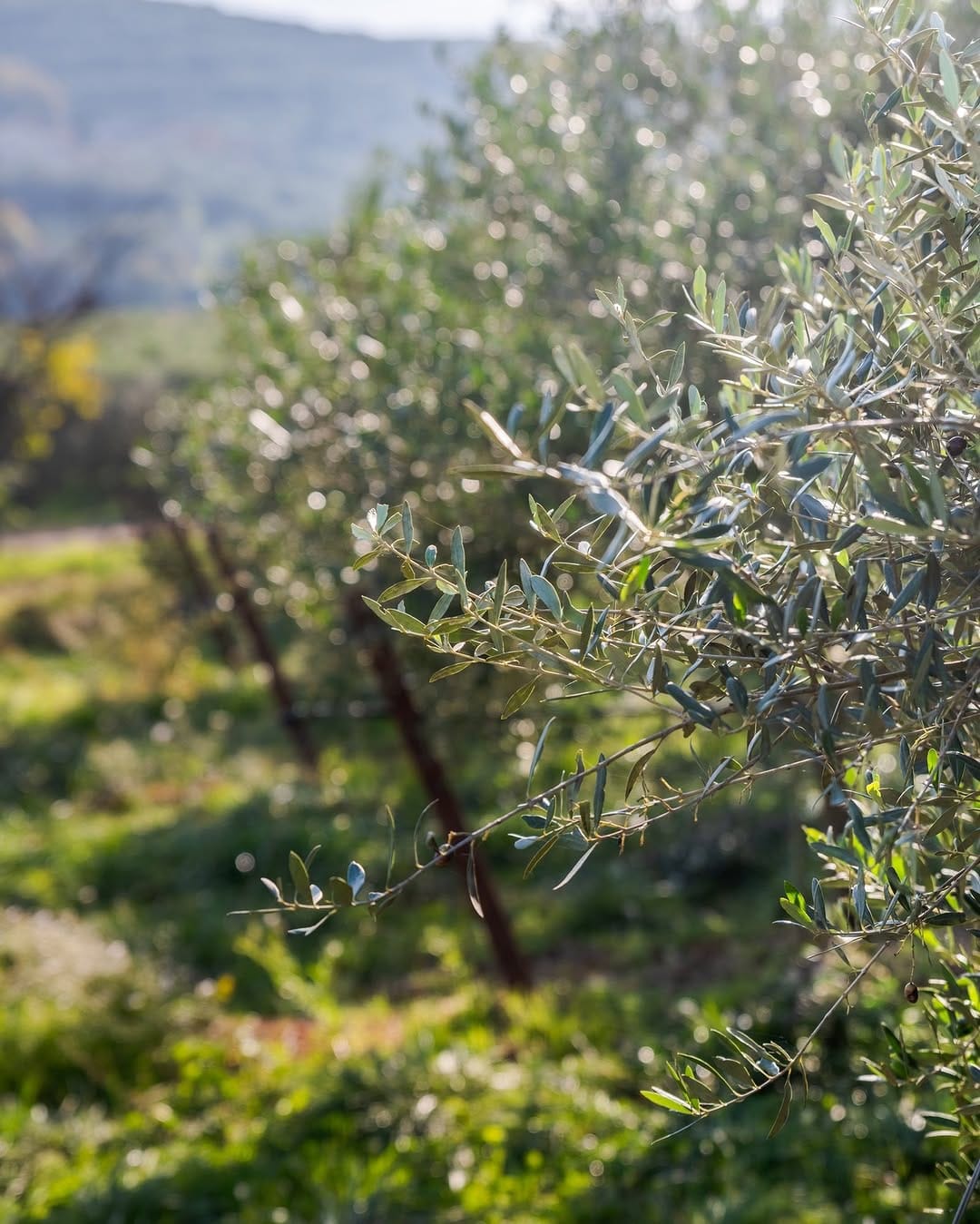 Post 2 by Laudemio on Instagram (image)