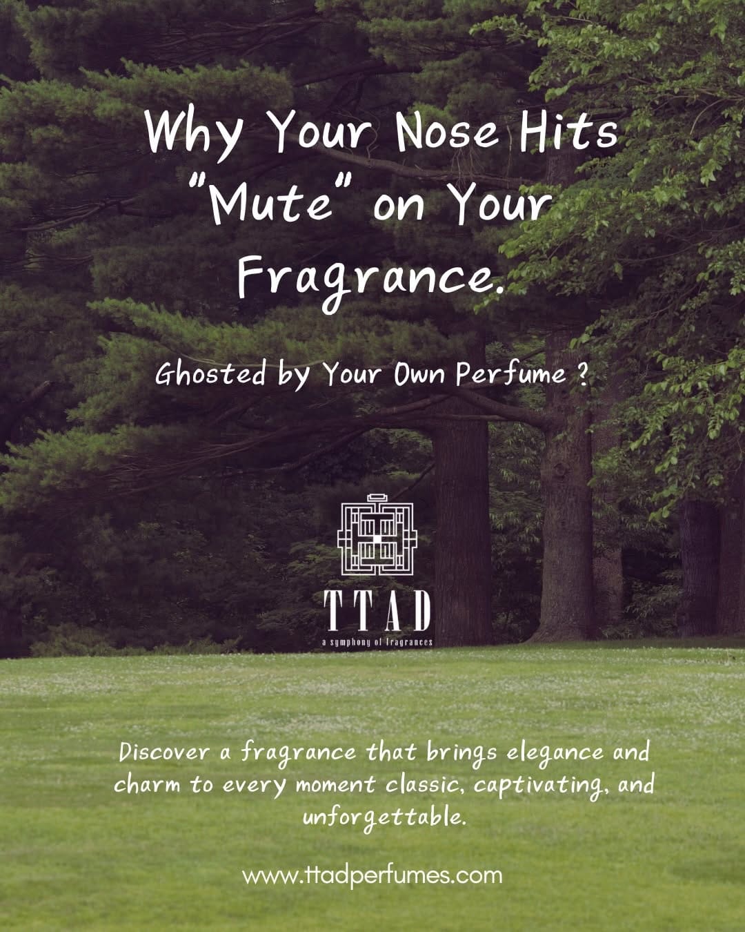 Post 8 by TTAD Perfumes on Instagram (carousel)