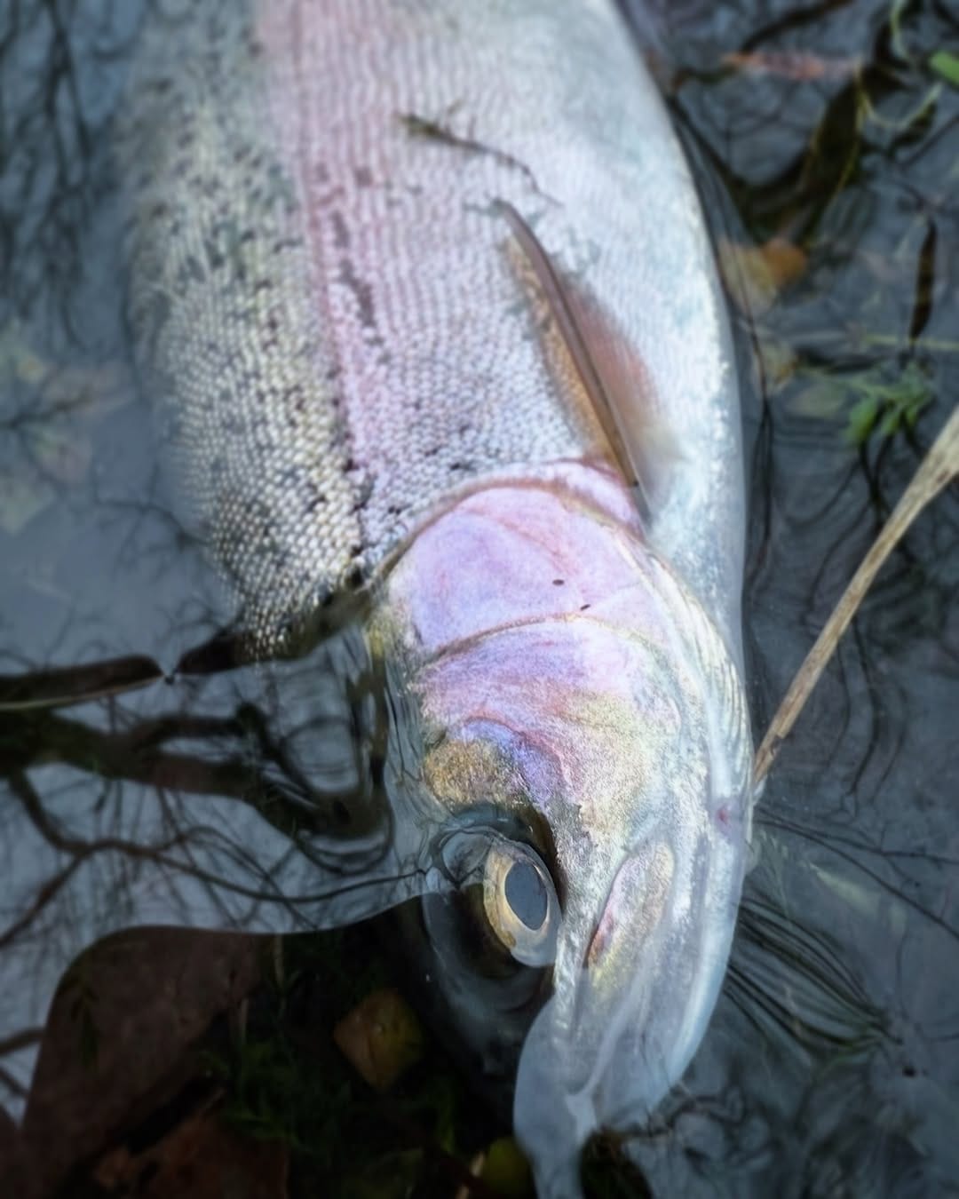 Post 2 by CREEKSIDE FLY & TACKLE on Instagram (carousel)