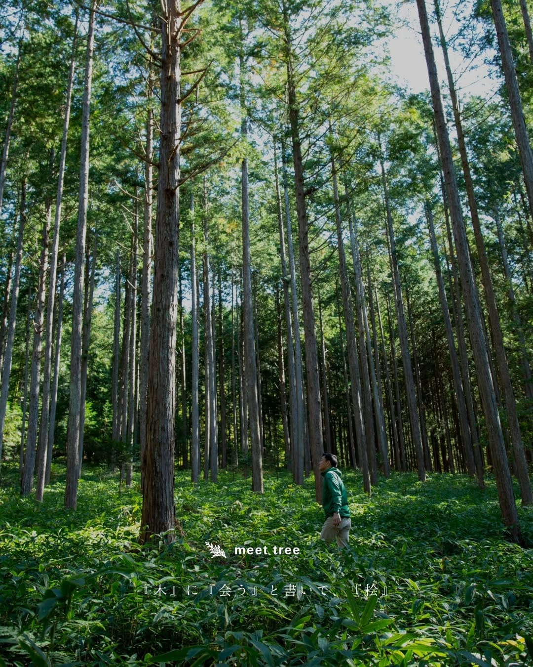 Post 9 by meet tree on Instagram (carousel)