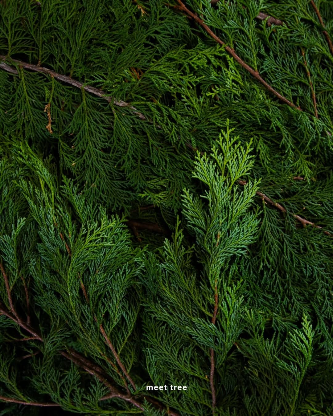 Post 10 by meet tree on Instagram (image)