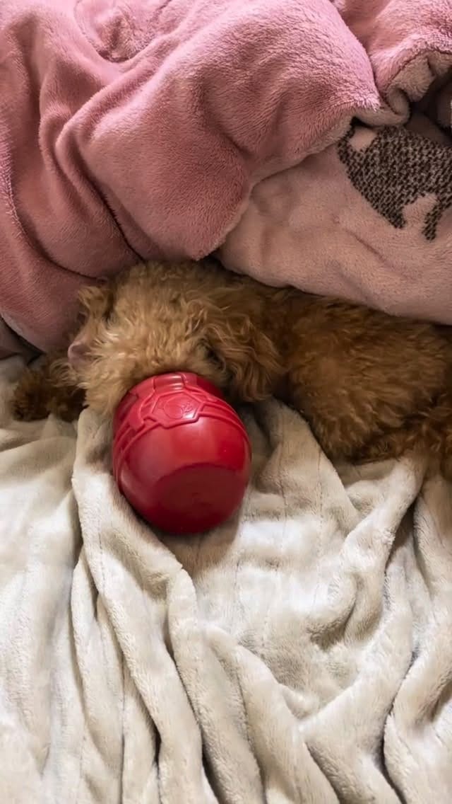 Post 1 by ＭＯＭＯ on Instagram (video)