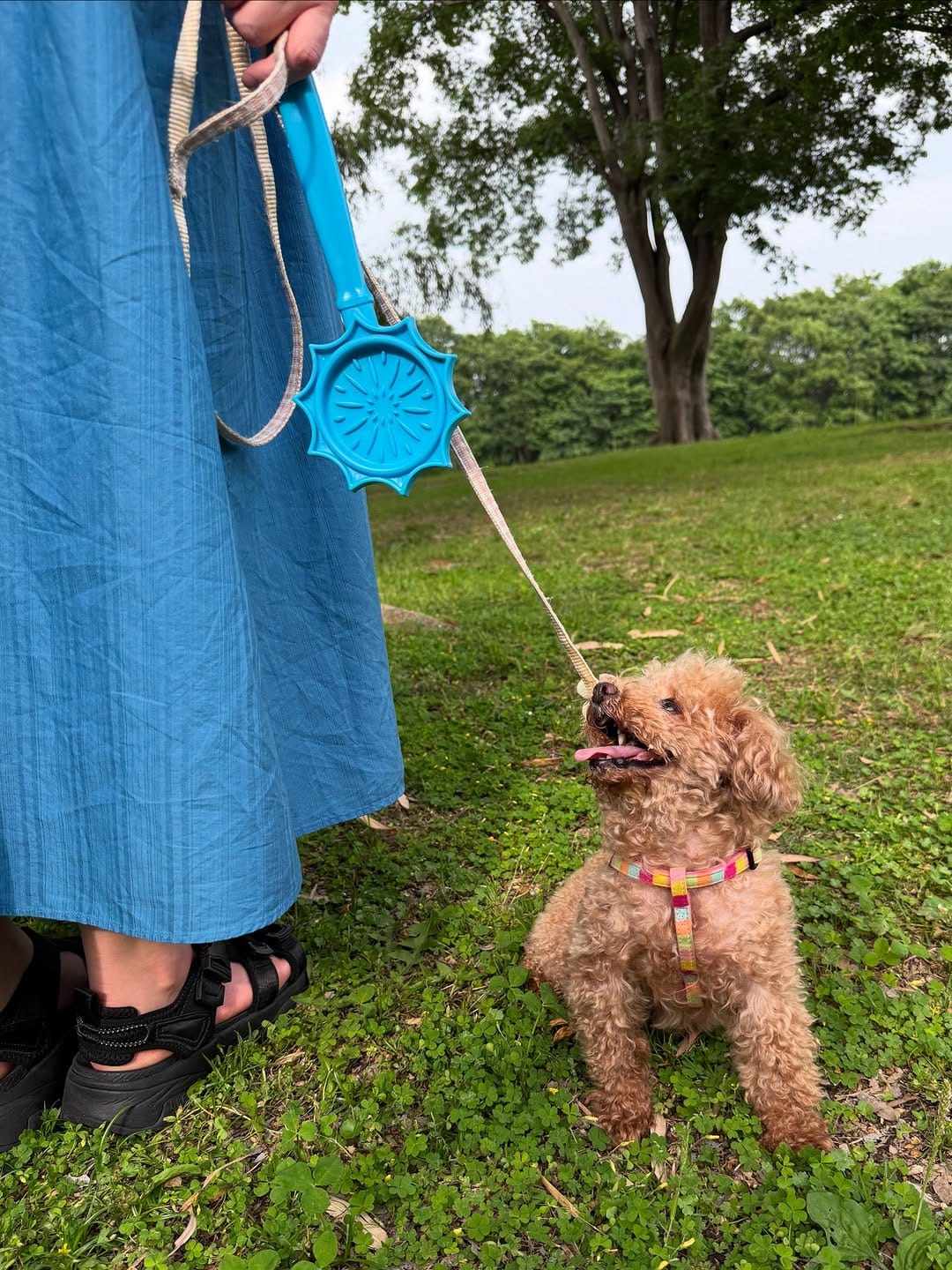 Post 5 by ＭＯＭＯ on Instagram (carousel)