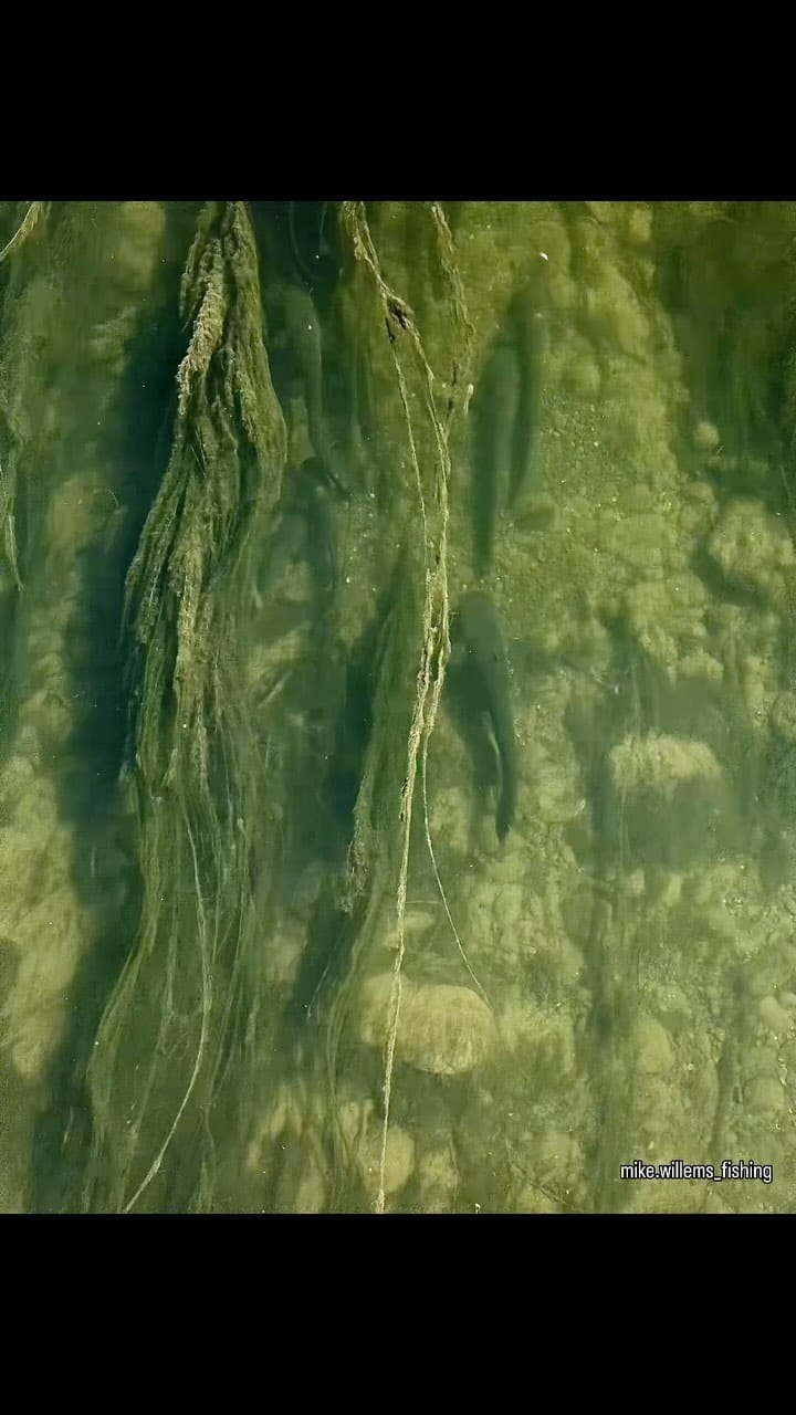 Post 9 by Blinker Jörg Fishing Team on Instagram (video)