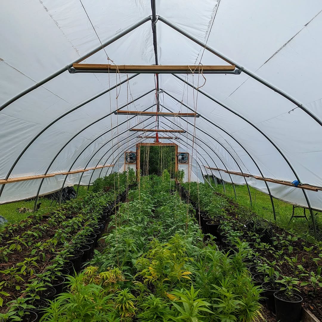 Post 9 by Sativa Valley Essentials on Instagram (image)