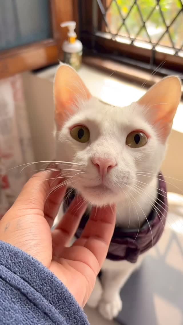 Post 4 by Petsnugs® on Instagram (video)