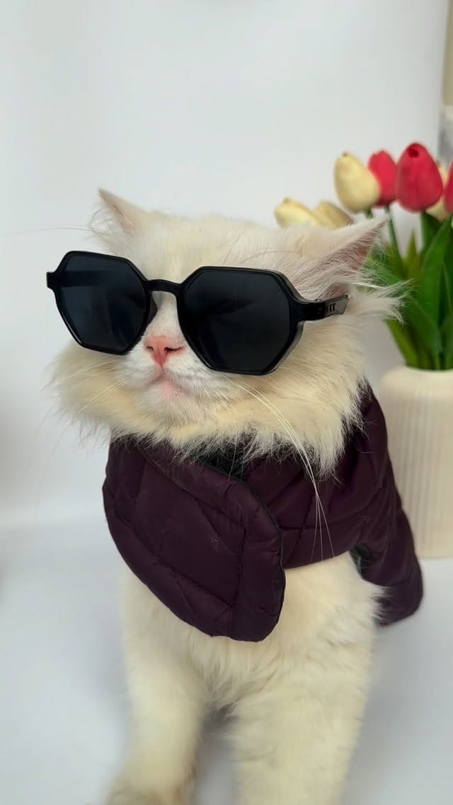 Post 6 by Petsnugs® on Instagram (video)