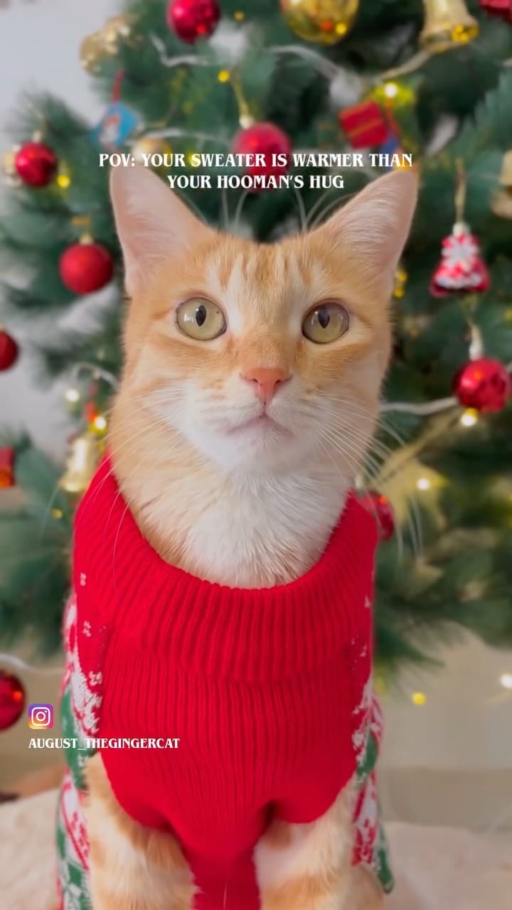 Post 9 by Petsnugs® on Instagram (video)