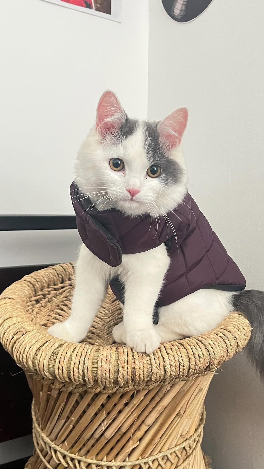 Post 2 by Petsnugs® on Instagram (video)
