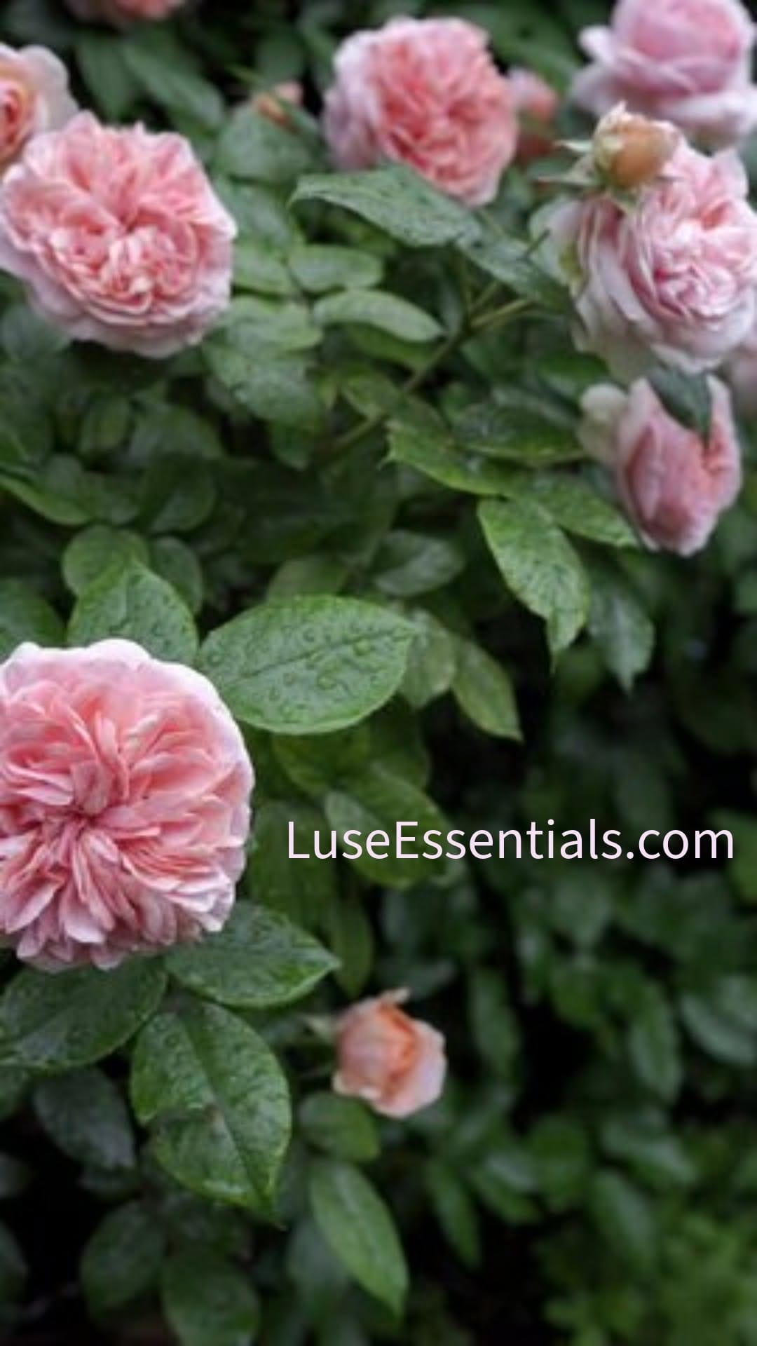 Post 3 by Lǜsè Essentials skincare on Instagram (video)