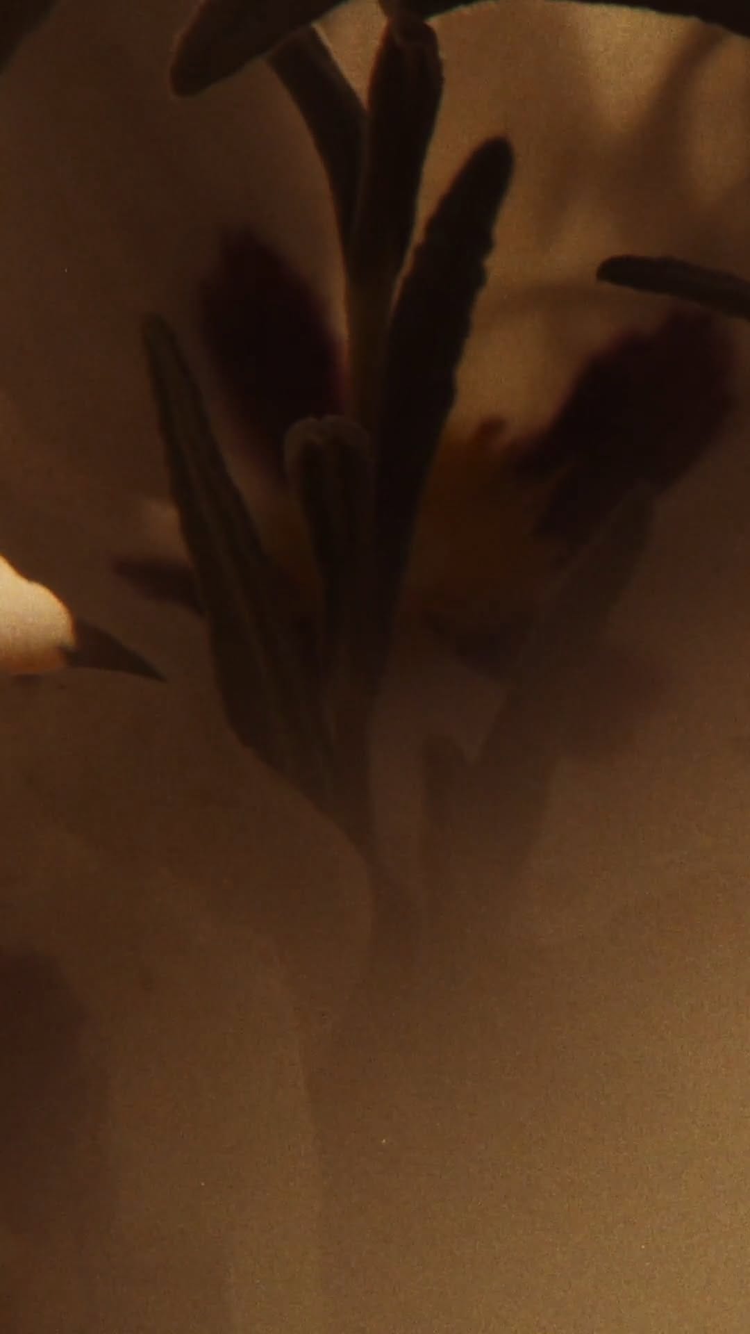 Post 9 by Jo Malone London on Instagram (video)