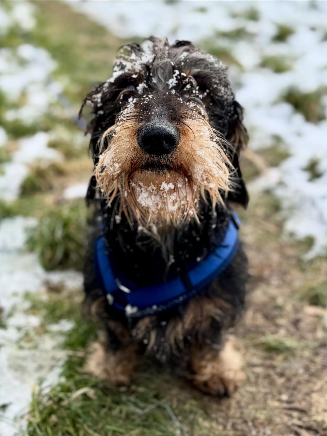 Post 8 by Donny & Dibby Dogstuff on Instagram (image)