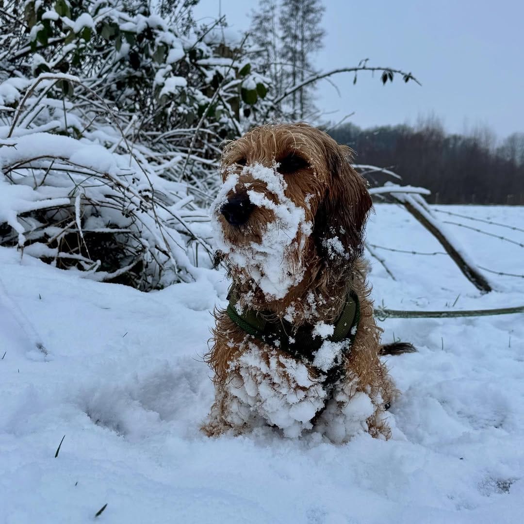 Post 7 by Donny & Dibby Dogstuff on Instagram (image)