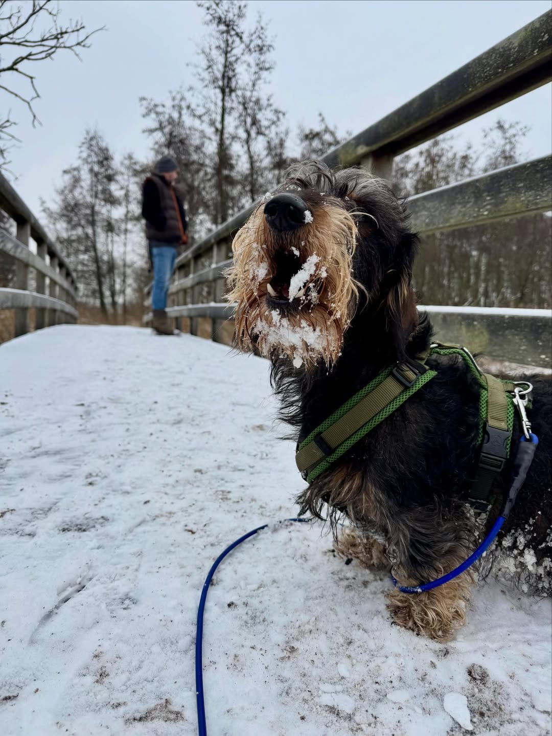 Post 5 by Donny & Dibby Dogstuff on Instagram (image)