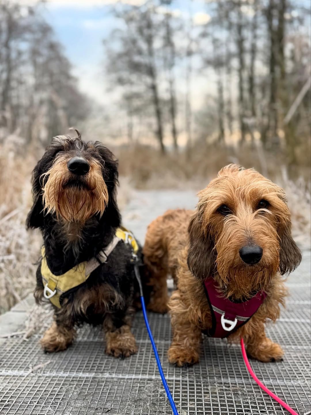 Post 10 by Donny & Dibby Dogstuff on Instagram (image)