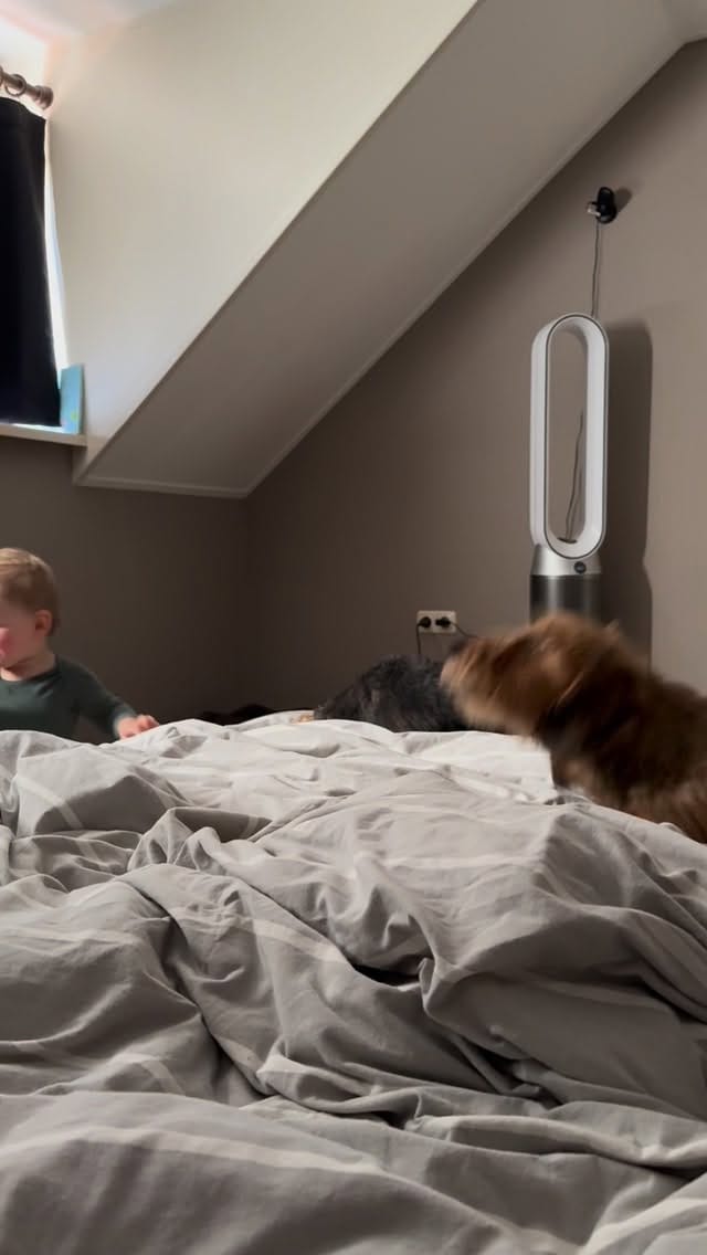 Post 1 by Donny & Dibby Dogstuff on Instagram (video)