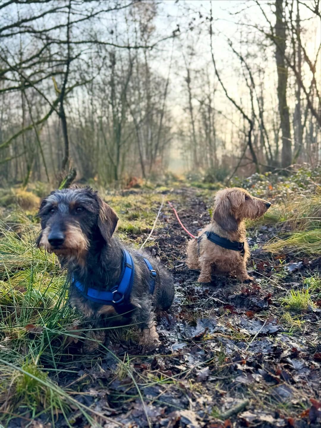 Post 2 by Donny & Dibby Dogstuff on Instagram (image)