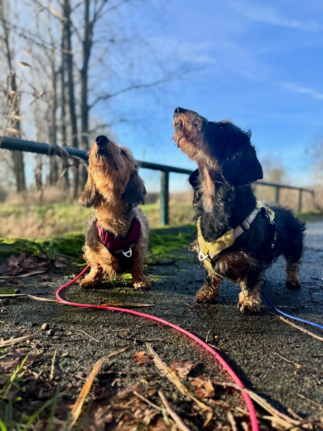 Post 3 by Donny & Dibby Dogstuff on Instagram (carousel)