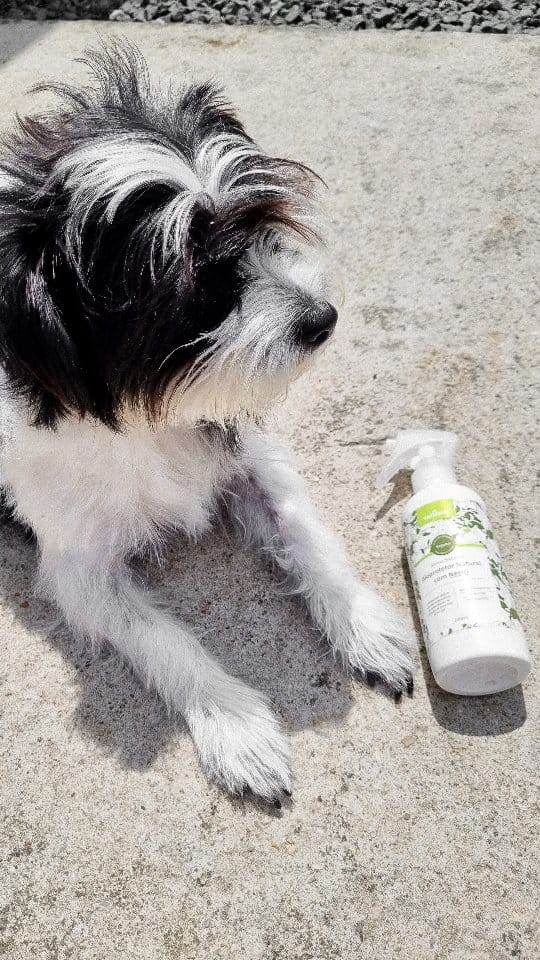 Post 8 by Zenpet | Pet Shop Online on Instagram (video)
