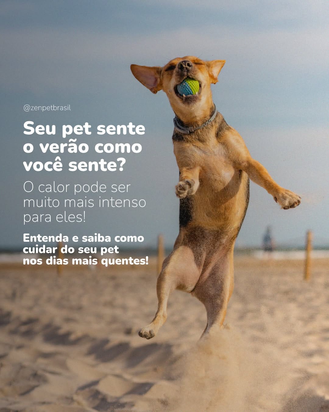 Post 1 by Zenpet | Pet Shop Online on Instagram (image)