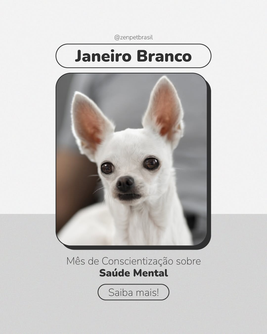 Post 6 by Zenpet | Pet Shop Online on Instagram (image)