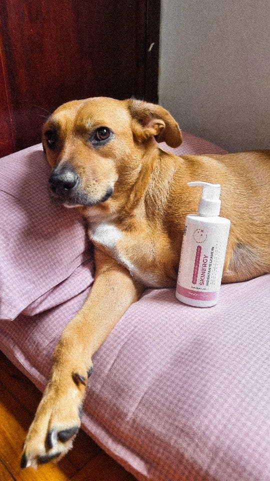 Post 9 by Zenpet | Pet Shop Online on Instagram (video)