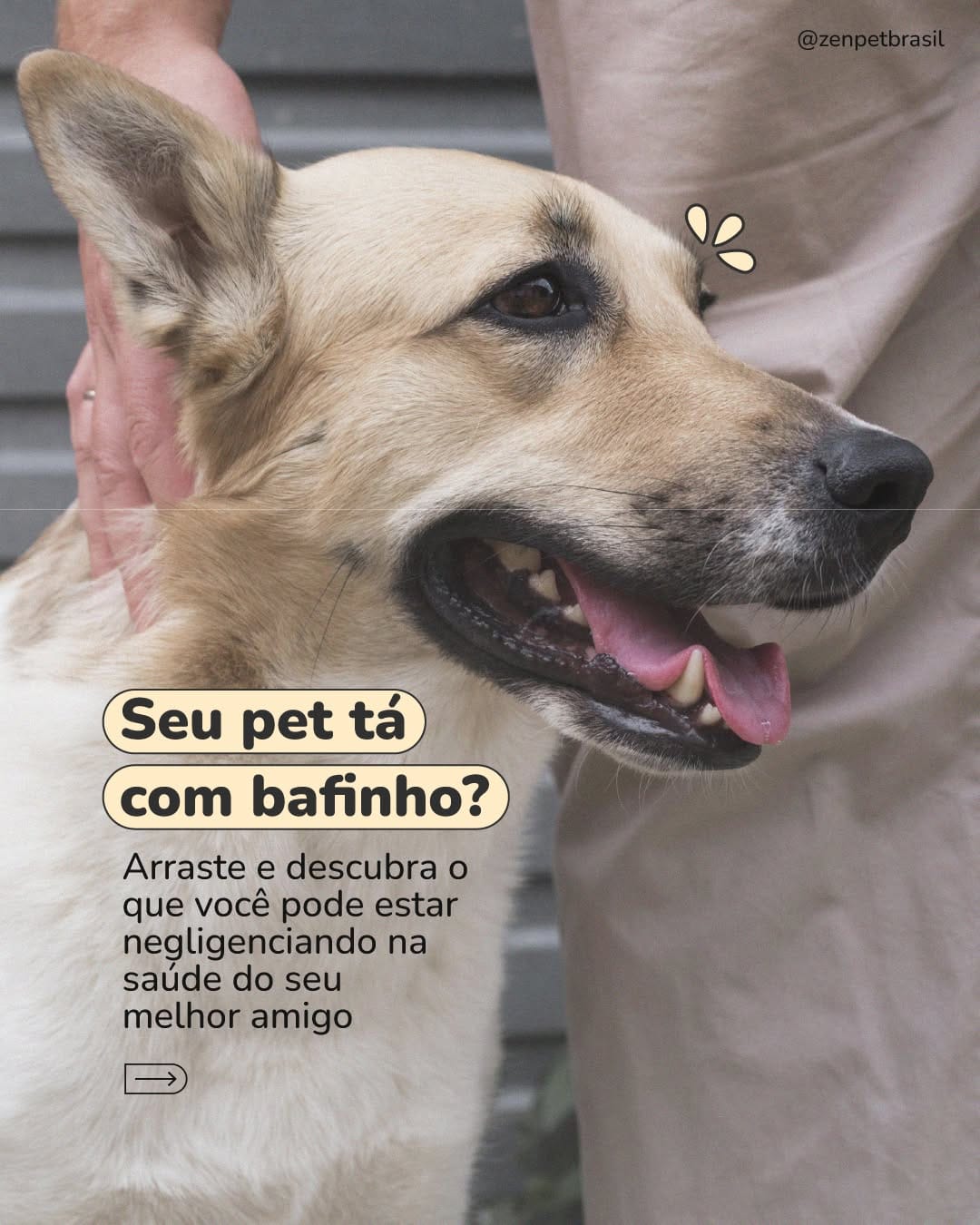 Post 3 by Zenpet | Pet Shop Online on Instagram (carousel)
