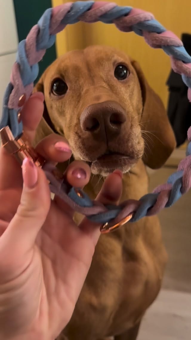 Post 4 by Schnurengurt Cordula - Das ORIGINAL on Instagram (video)