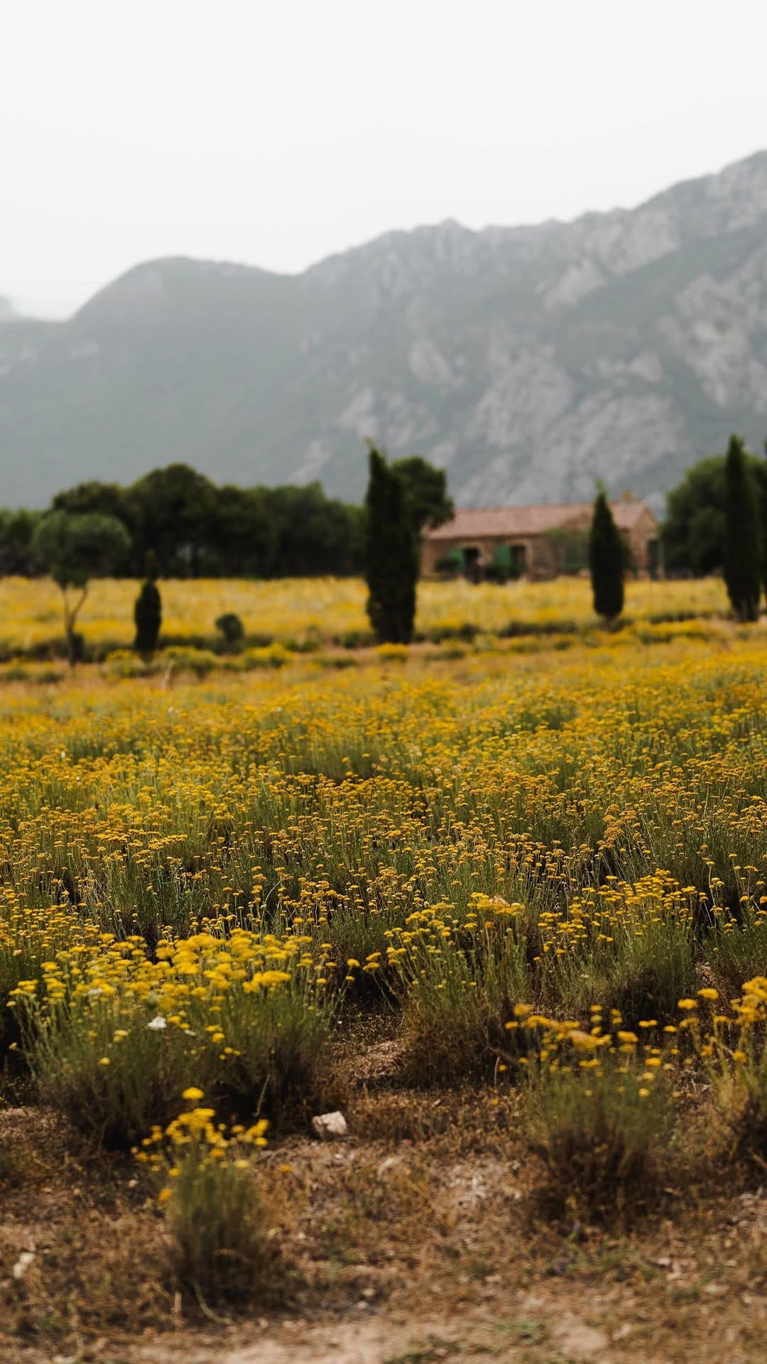 Post 2 by Vitalba 🌿 Huiles essentielles - Sartène on Instagram (video)
