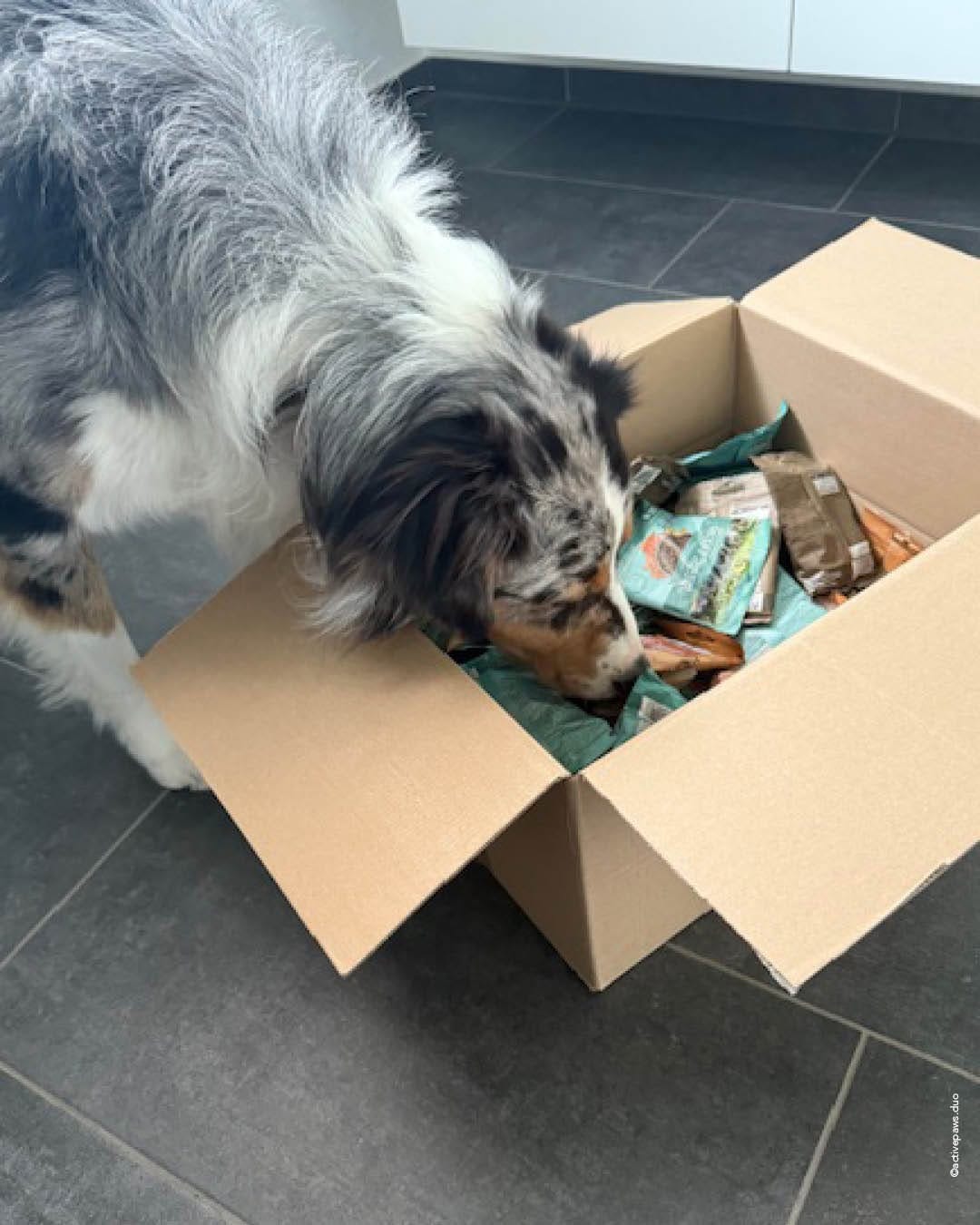 Post 6 by Wildborn Premium Hundefutter on Instagram (image)