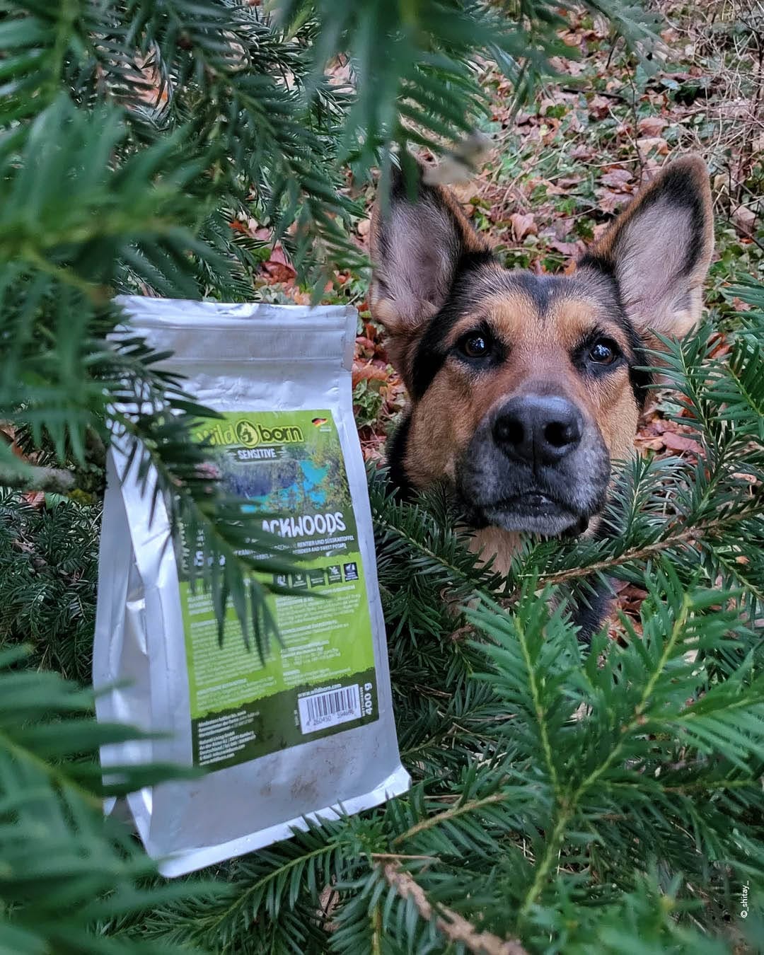 Post 1 by Wildborn Premium Hundefutter on Instagram (image)