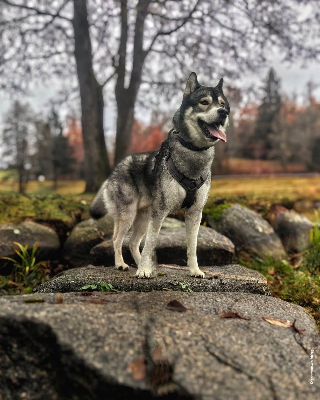 Post 8 by Wildborn Premium Hundefutter on Instagram (image)