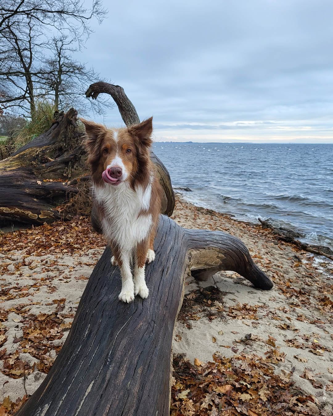 Post 2 by Wildborn Premium Hundefutter on Instagram (image)