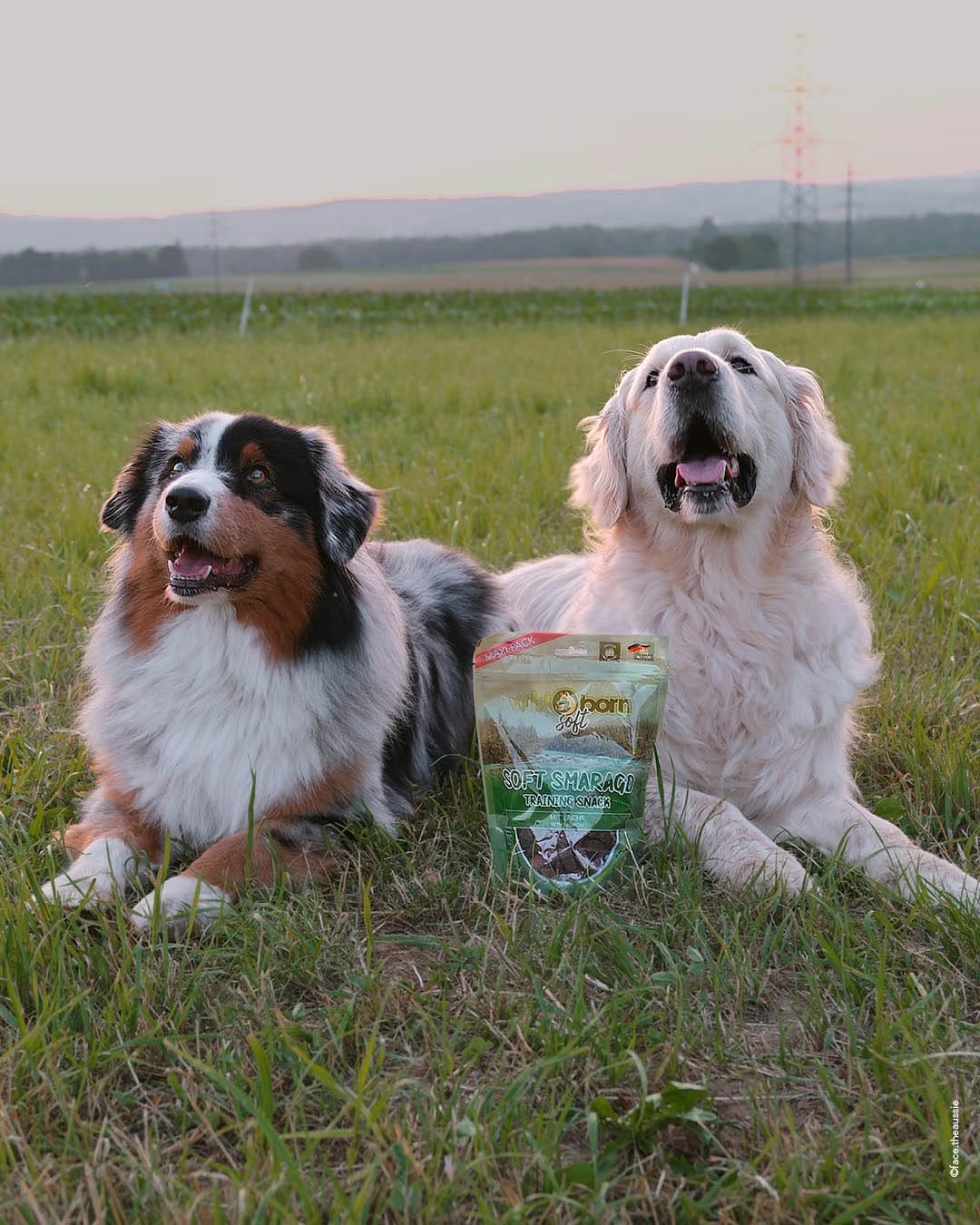 Post 4 by Wildborn Premium Hundefutter on Instagram (image)