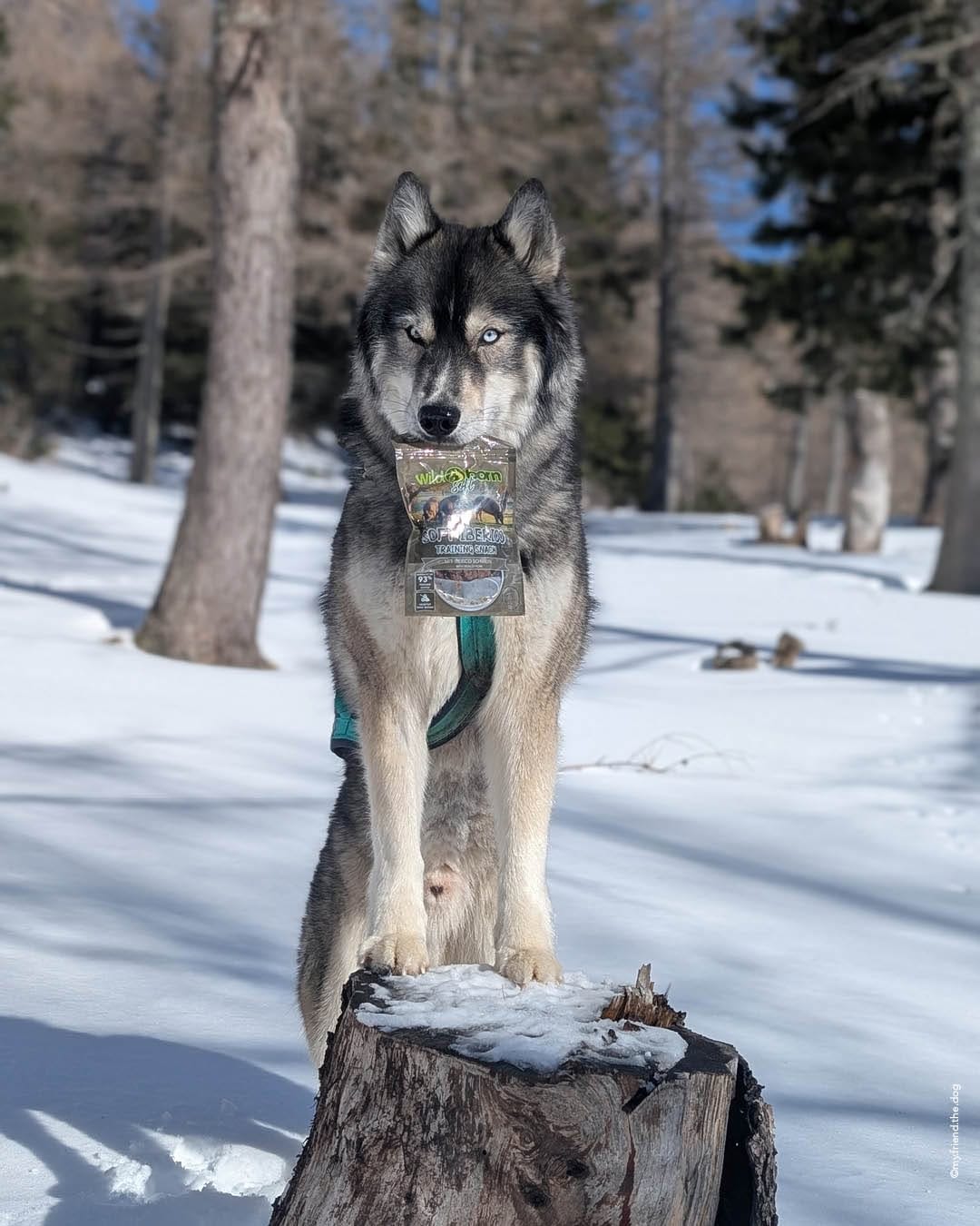 Post 9 by Wildborn Premium Hundefutter on Instagram (image)
