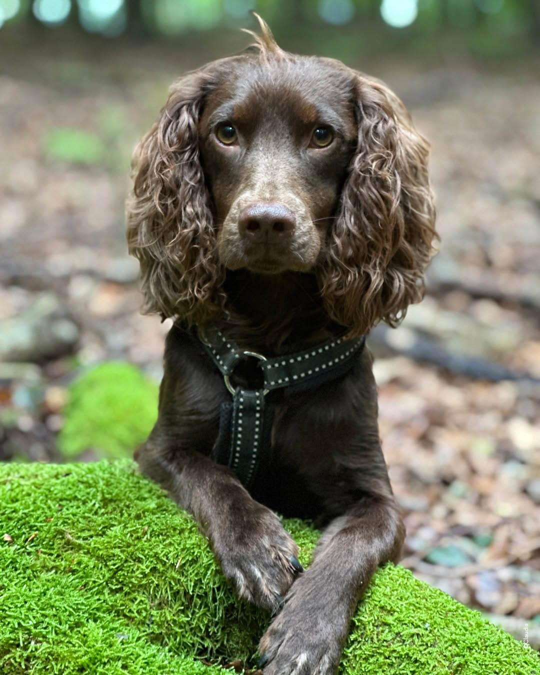 Post 5 by Wildborn Premium Hundefutter on Instagram (image)