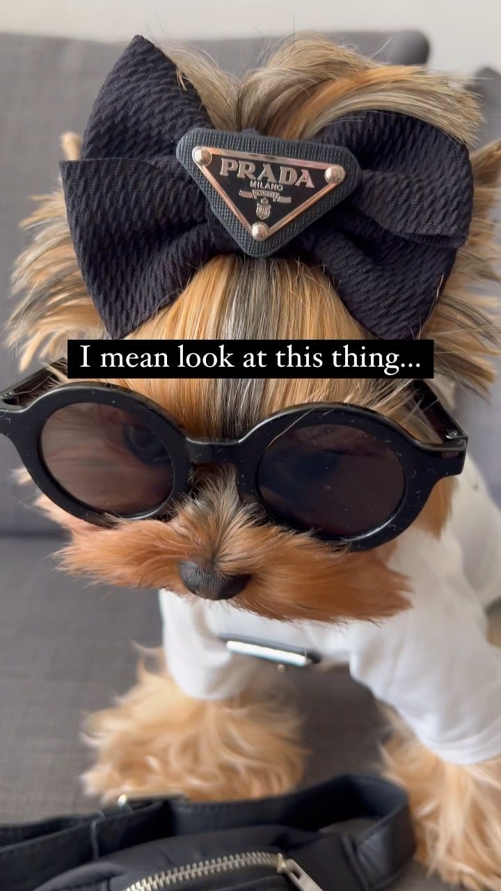 Post 10 by Cielo 🐾 on Instagram (video)