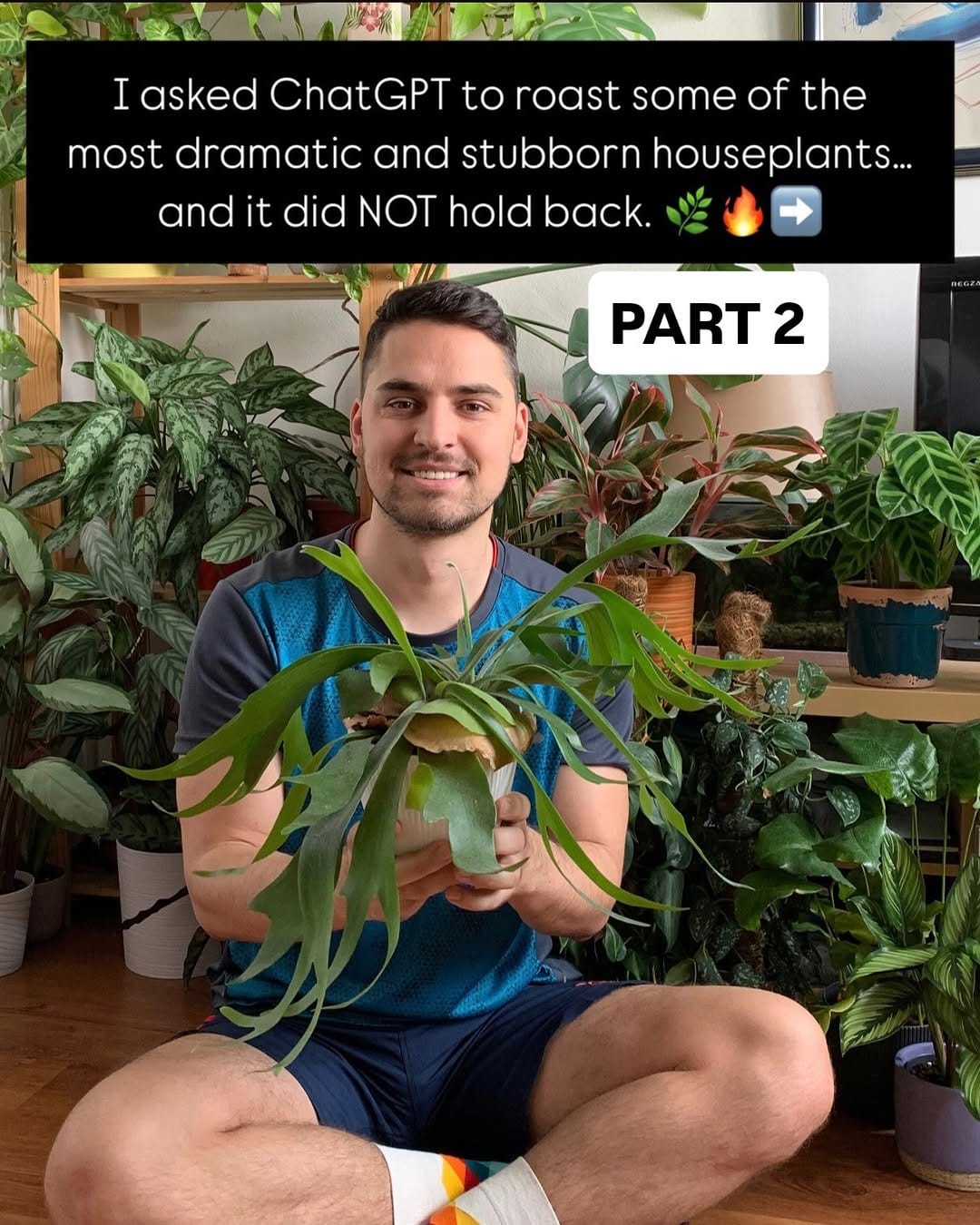 Post 3 by Ivan Ilic | Houseplants 🌱 on Instagram (carousel)