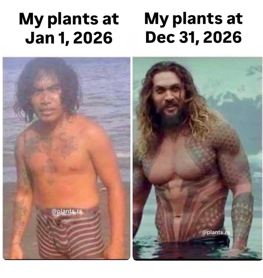 Post 6 by Ivan Ilic | Houseplants 🌱 on Instagram (image)